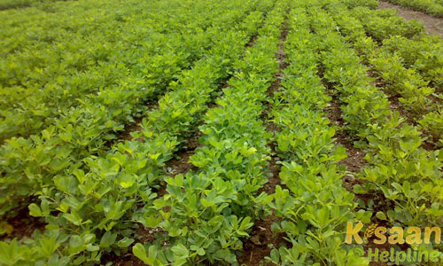 एचएनजी-69 (HNG-69)